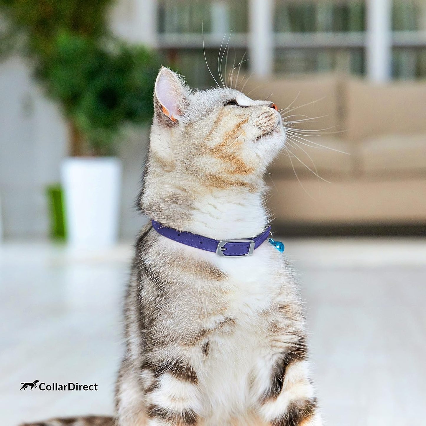 Leather Cat Collar, Kitten Collar with Removable Bell Black Blue Red Orange Lime Green (6-7 Inch, Purple)